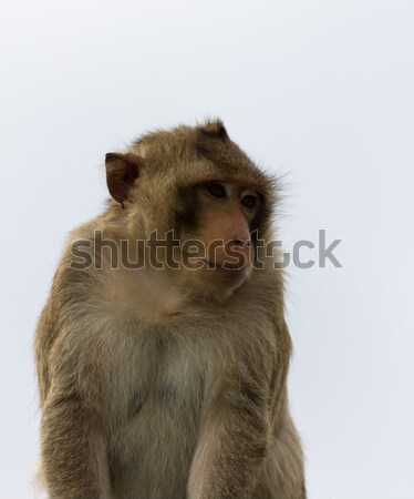 Macaque mongkey closeup  Stock photo © stoonn