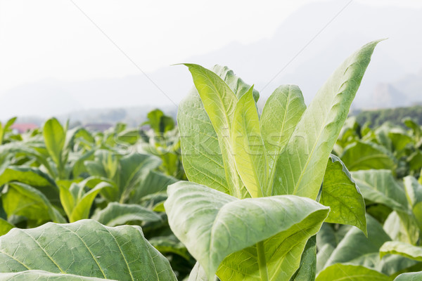 Tutun medical natură câmp fermă Imagine de stoc © stoonn