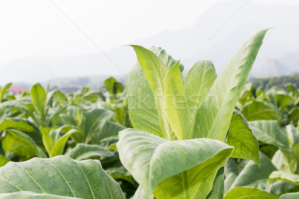 Tabacco medici natura campo farm Foto d'archivio © stoonn