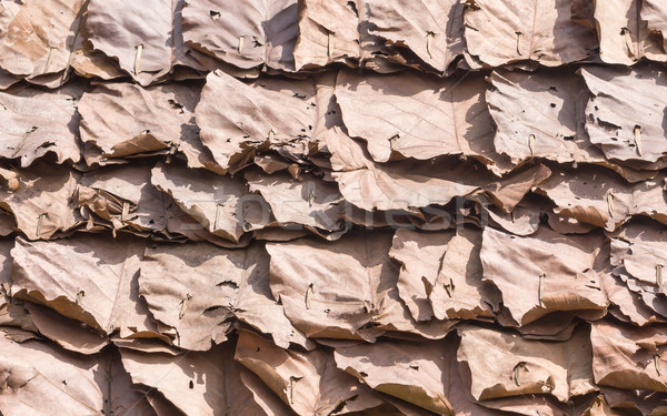 Dry leaf pattern  Stock photo © stoonn