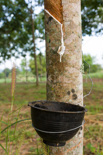 Сток-фото: латекс · резиновые · дерево · Таиланд · промышленности