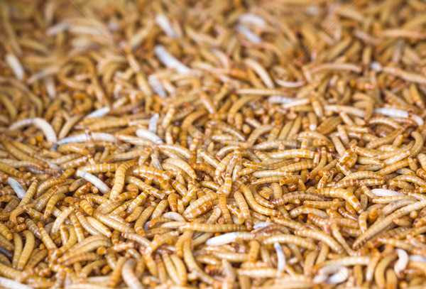 Meal worms Stock photo © stoonn