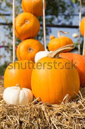 Pumpkin harvest season on the farm Stock photo © stoonn