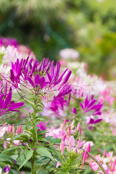 Close up Purple spider flower in the garden Stock photo © stoonn