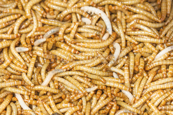 Pasto nome scarabeo scienza fase animale Foto d'archivio © stoonn