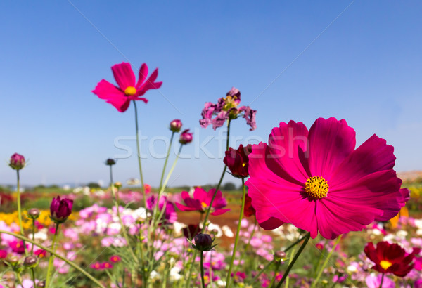 White and pink cosmos flowers Stock photo © stoonn