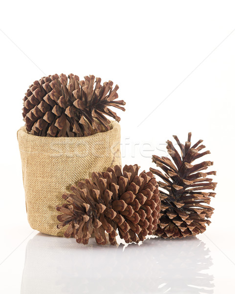 Dry pine cones on white background Stock photo © stoonn