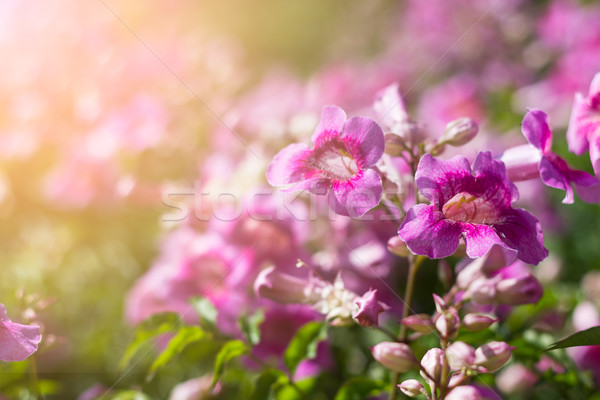 Pink Trumpet Vine in garden Stock photo © stoonn