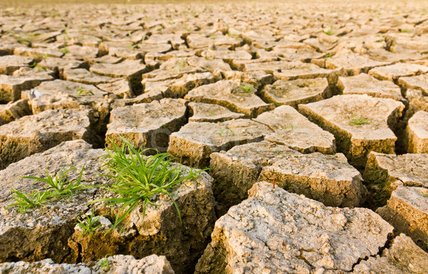 Cracked earth with grass Stock photo © stoonn