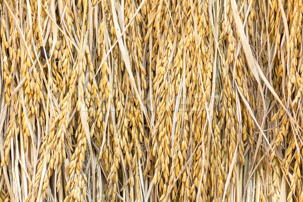 Dry paddy rice Stock photo © stoonn