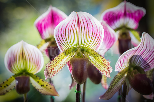 Foto stock: Orquídea · senhora · natureza · jardim