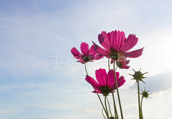 Stockfoto: Roze · bloemen · najaar · hemel · Thailand · bloem