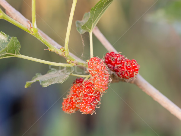 Mulberry on tree is Berry fruit in nature Stock photo © stoonn