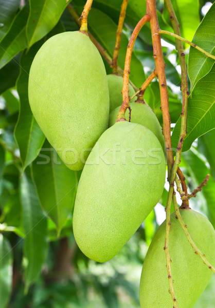 Mango árbol completo frutas naturaleza hoja Foto stock © stoonn