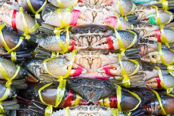 Close up Black Crab or Serrated Mud crab Stock photo © stoonn