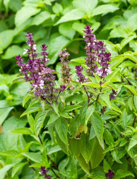 Basilicum bloemen tuin vers bloem plant Stockfoto © stoonn