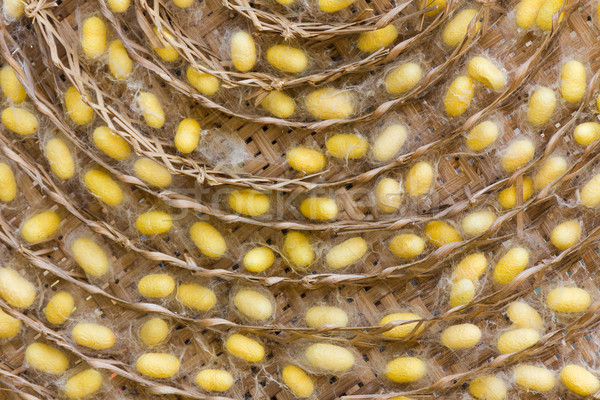 Silkworm cocoons  Stock photo © stoonn
