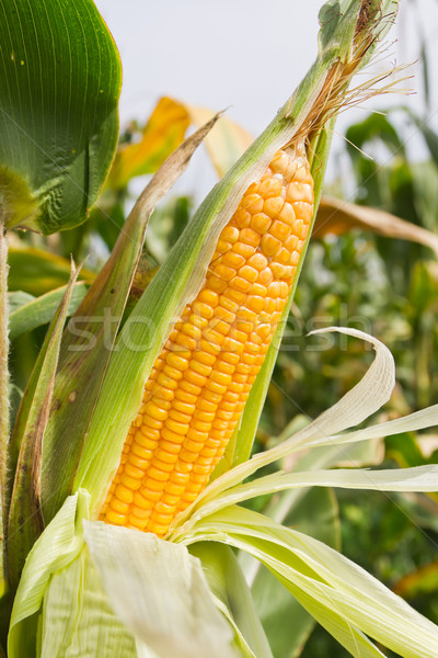 Corn on the stalk Stock photo © stoonn