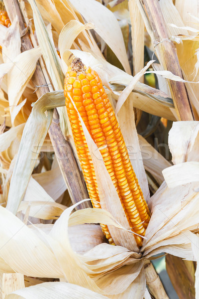 Yellow dried corn  Stock photo © stoonn