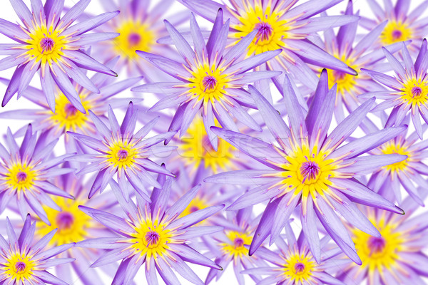 蓮花 無縫 孤立 白 花卉 商業照片 © stoonn