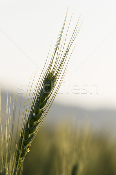 Green barley growing in a field Stock photo © stoonn