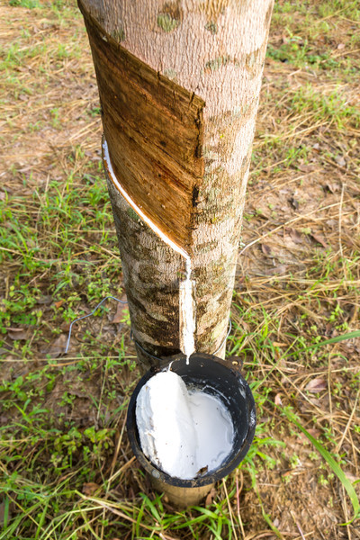 Lateks gumy drzewo Tajlandia przemysłu Zdjęcia stock © stoonn