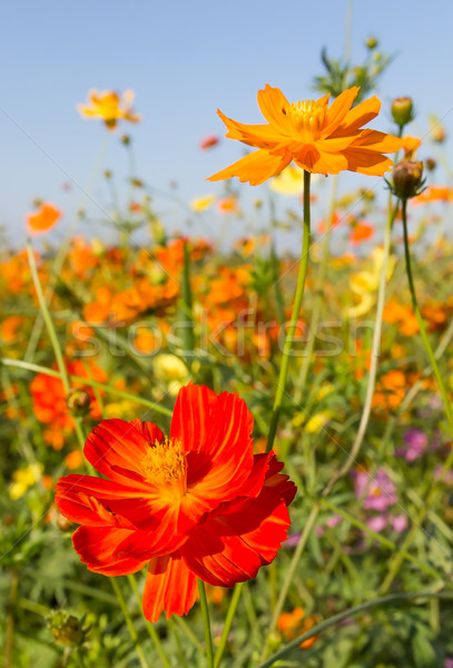 Closeup Orange cosmos flowers or Sulfur cosmos Stock photo © stoonn