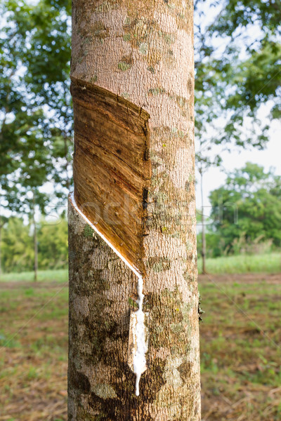 Tapping latex from Rubber tree  Stock photo © stoonn