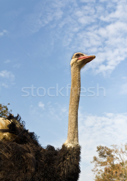 Foto stock: Retrato · avestruz · olho · natureza · azul