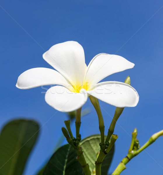 Frangipani flower or  Lan thom flower Stock photo © stoonn