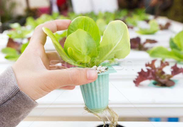 Organic hydroponic vegetable on hand Stock photo © stoonn