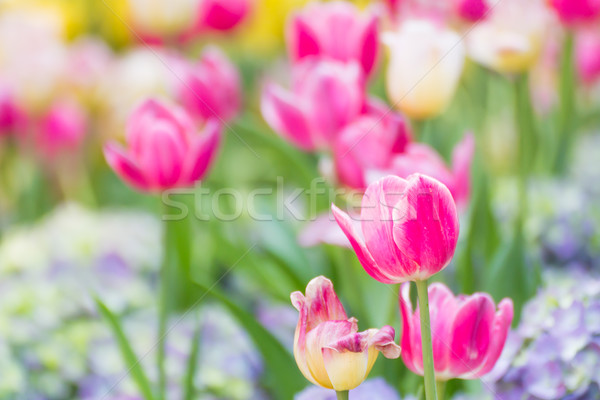 Rose tulipe jardin de fleurs fleur printemps [[stock_photo]] © stoonn