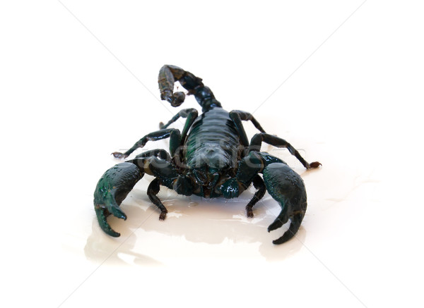 Schwarz Skorpion weiß Natur Wüste Zeichen Stock foto © stoonn