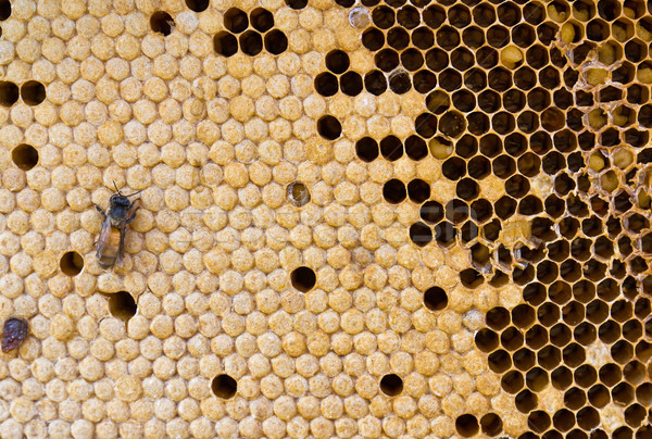 Panal vista de trabajo abejas patrón Foto stock © stoonn