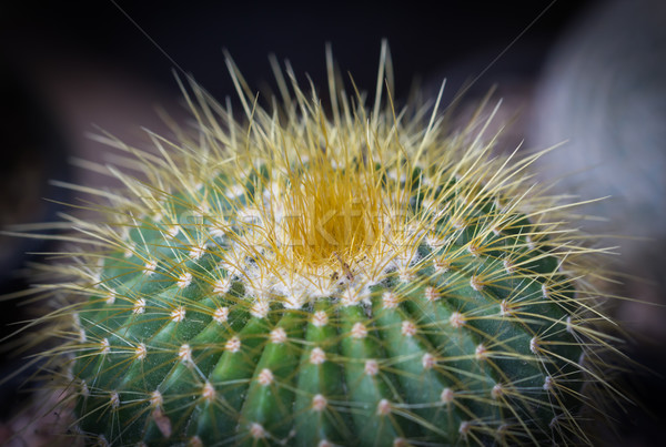 Wenig Kaktus Garten grünen Sand Stock foto © stoonn