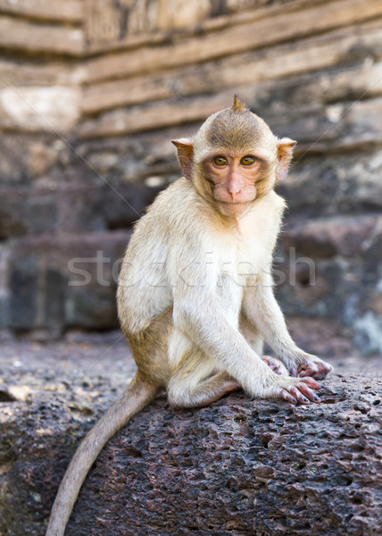 Portrait of young rhesus macaque monkey Stock photo © stoonn