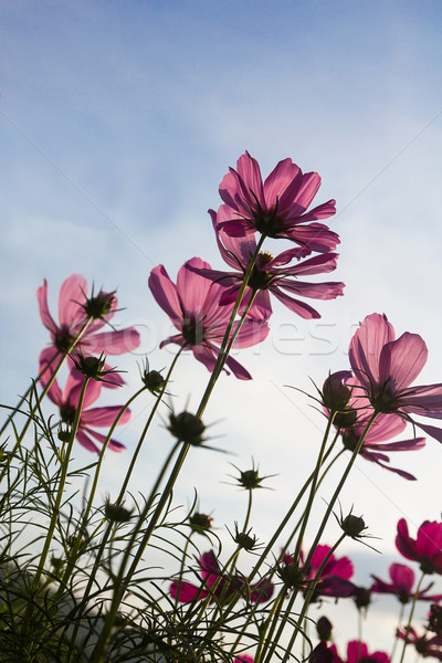 Pink Cosmos flower Stock photo © stoonn