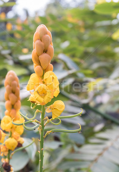 Christmas candle,Ringworm Bush Flower Stock photo © stoonn