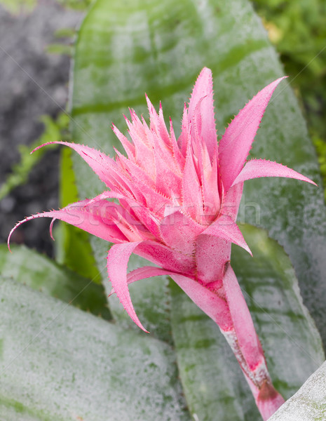 Pink Aechmea Fasciata  Stock photo © stoonn