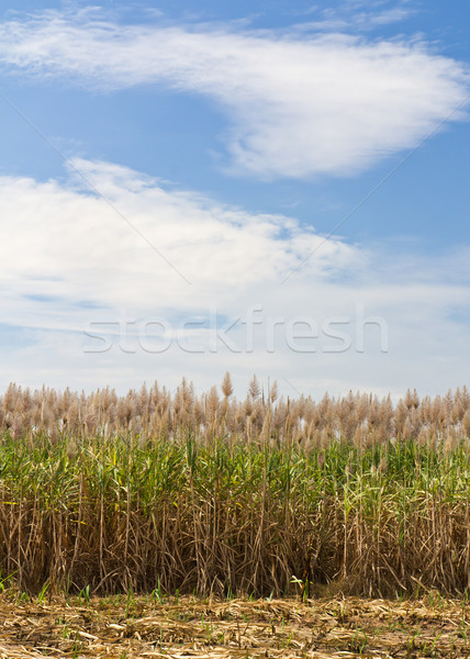 Sugar cane fields Stock photo © stoonn