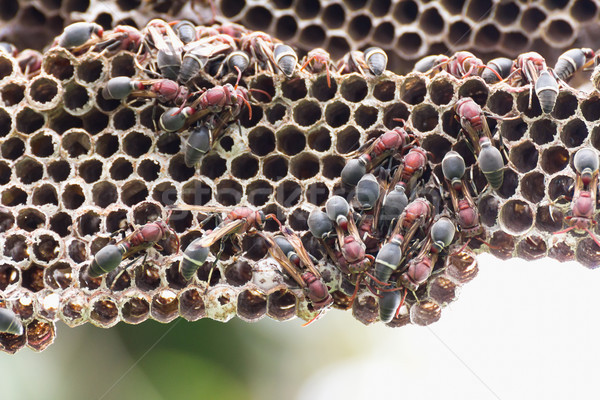  Nest of Hornet Stock photo © stoonn