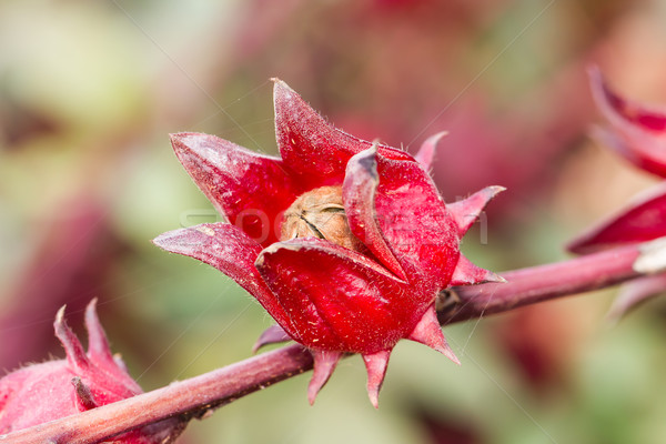 Hibiscus specie nativ floare grup roşu Imagine de stoc © stoonn