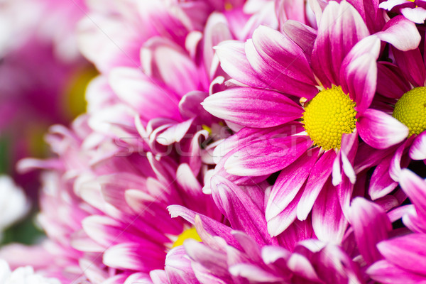 Foto stock: Flor · margarida · família · nativo · Ásia · África