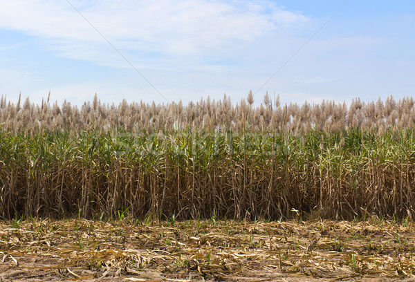 Zuckerrohr Felder Kultur tropischen Thailand Himmel Stock foto © stoonn