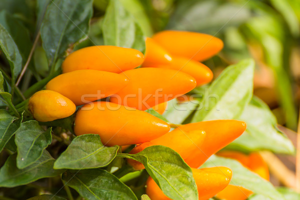 黃色 熱 辣椒 樹 性質 葉 商業照片 © stoonn