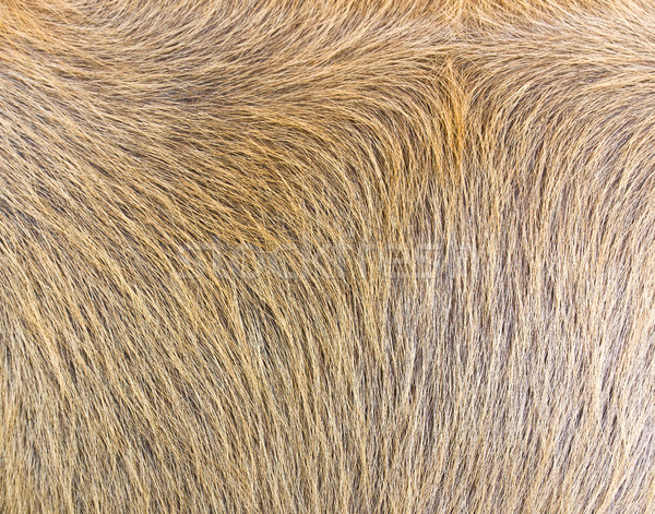 Cow-hide Stock photo © stoonn