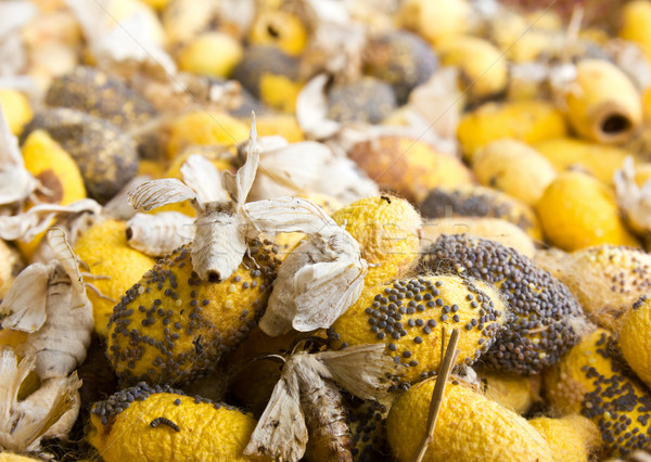 Closeup image of silkworm  spawn Stock photo © stoonn