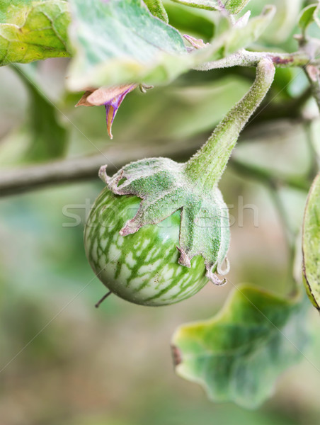Yeşil hamamböceği meyve ağaç doğa bitki Stok fotoğraf © stoonn