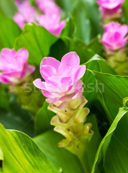 Siam tulip flower or Curcuma alismatifolia Stock photo © stoonn