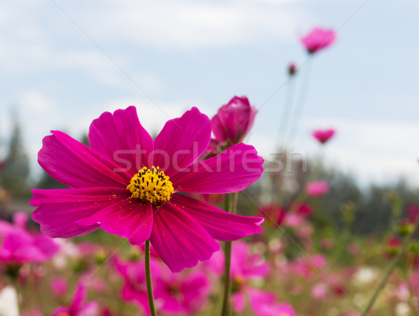 Pink Cosmos flower  Stock photo © stoonn